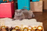 Photo Scottish Fold