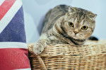 Photo Scottish Fold