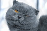Un Scottish Fold gris fait un clin d'oeil