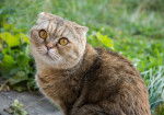 Un Scottish Fold tortie assis dans un jardin