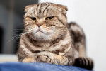 Photo Scottish Fold
