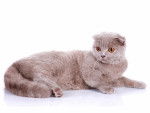 Photo Scottish Fold