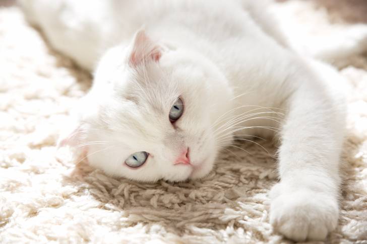 Un Scottish Fold blanc aux yeux bleus allongé sur un tapis