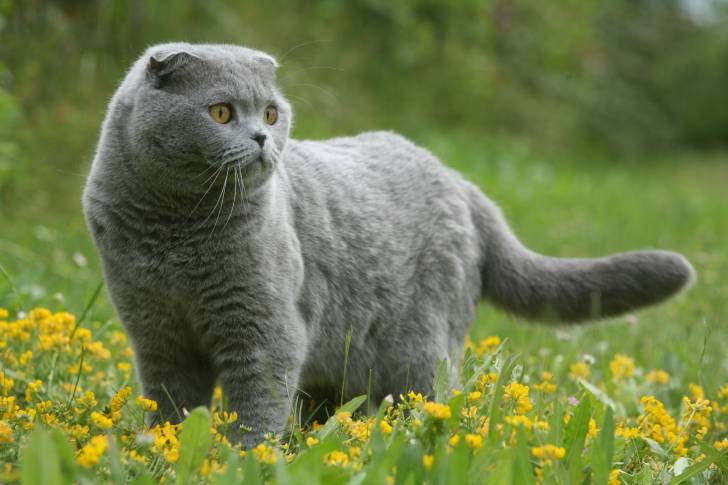 Un Scottish Fold dans un champ