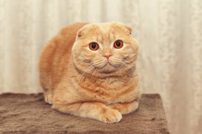 Le chat orange / blond / roux : origines et explications