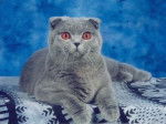 Scottish Fold - Scottish Fold