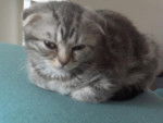 Mizu, scottish foldingue! - Scottish Fold