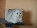 Heidi du Domaine des Lutins, Scottish Fold Black Silver Shaded - Scottish Fold