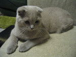Le Scottish fold - Scottish Fold