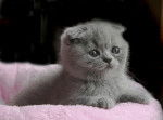 Le Scottish Fold - Scottish Fold