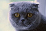 Scottish Fold - Scottish Fold