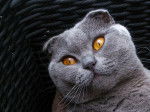 Photo Scottish Fold