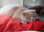 Photo Scottish Fold