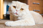 Photo Scottish Fold
