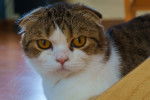 Photo Scottish Fold