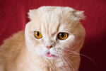 Photo Scottish Fold