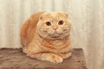 Un Scottish Fold roux aux yeux orange allongé sur une table