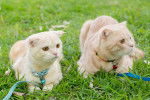 Photo Scottish Fold