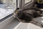 Photo Scottish Fold