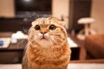 Photo Scottish Fold