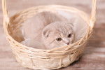 Photo Scottish Fold