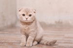 Photo Scottish Fold