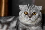 Un Scottish Fold gris tabby aux yeux orange