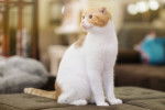 Photo Scottish Fold