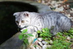 Photo Scottish Fold