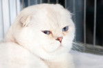 Photo Scottish Fold