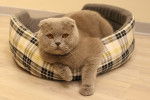 Photo Scottish Fold