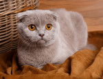 Photo Scottish Fold