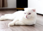 Un Scottish Fold blanc aux yeux bleus allongé sur le sol