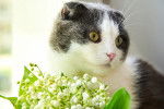 Un Scottish Fold gris et blanc avec du muguet