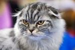 Photo Scottish Fold