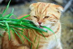 Un Scottish Fold roux mange de l'herbe