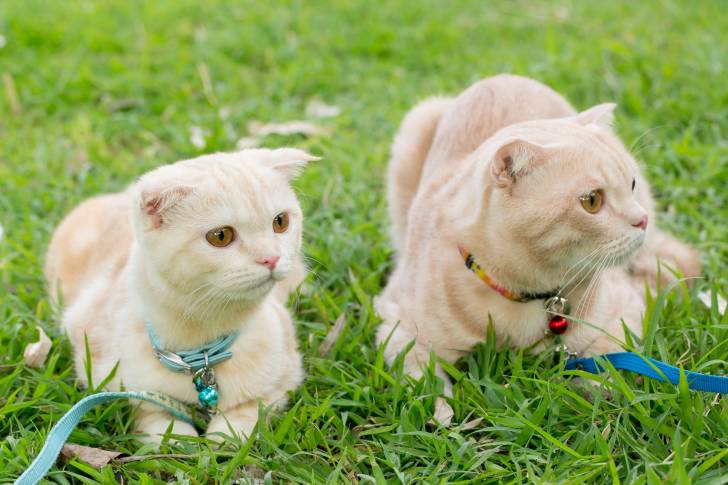 Photo Scottish Fold