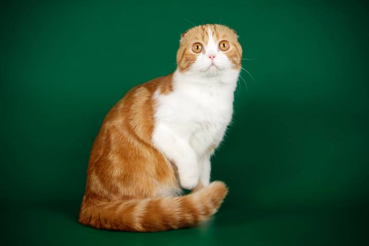 Un Scottish Fold roux et blanc aux yeux orange, assis sur ses pattes arrière.