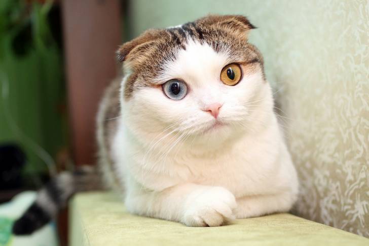 Un Scottish Fold aux yeux vairons couché sur une étagère