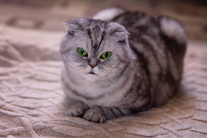 Photo Scottish Fold