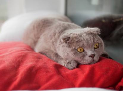 Un gros chat couché sur une couverture rouge