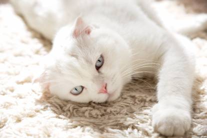 Un Scottish Fold blanc aux yeux bleus allongé sur un tapis