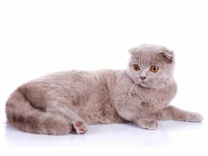 Photo Scottish Fold