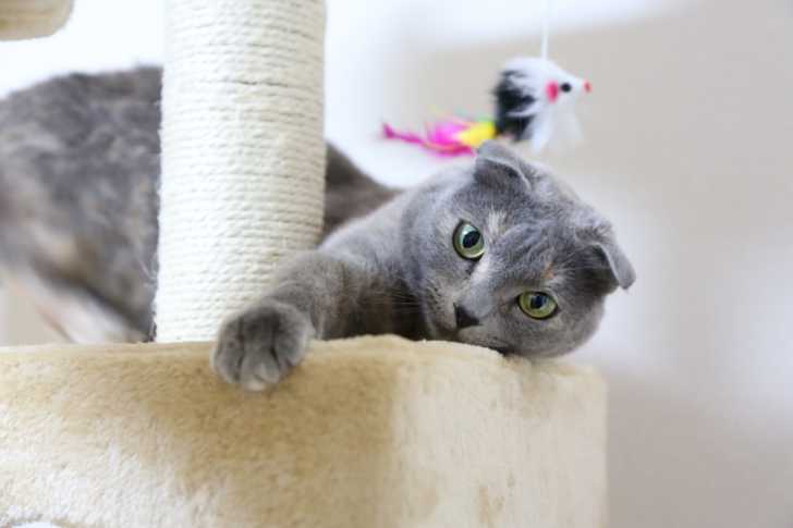 Le Scottish Fold - Scottish Fold