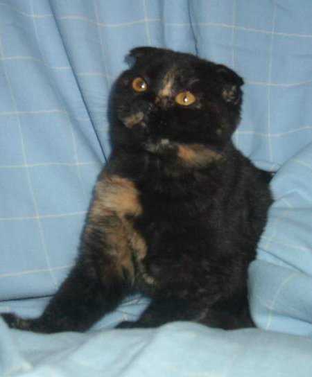 Vodka - Scottish Fold