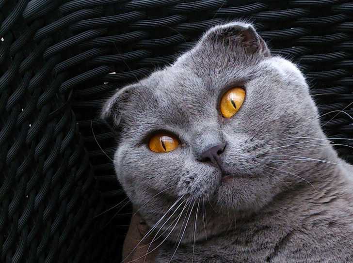 Un Scottish Fold dans un panier