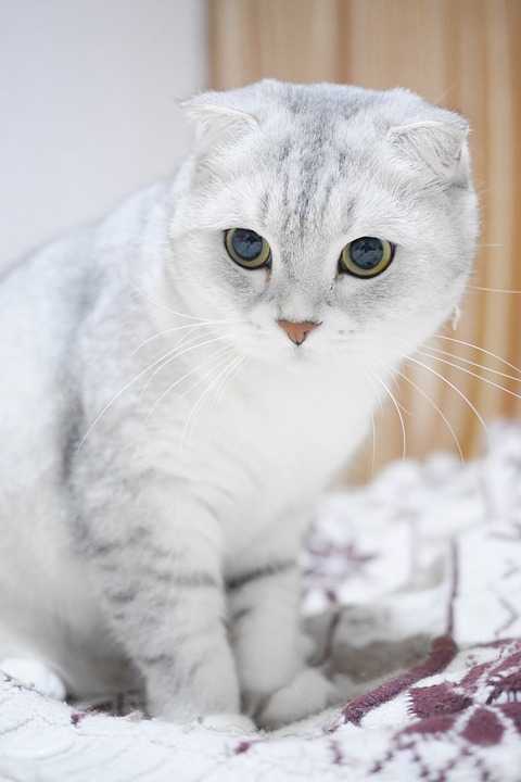 Photo Scottish Fold