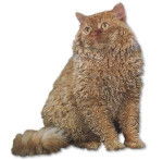 Selkirk Rex - Selkirk Rex