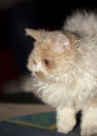 Photo Selkirk Rex