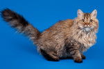 Photo Selkirk Rex